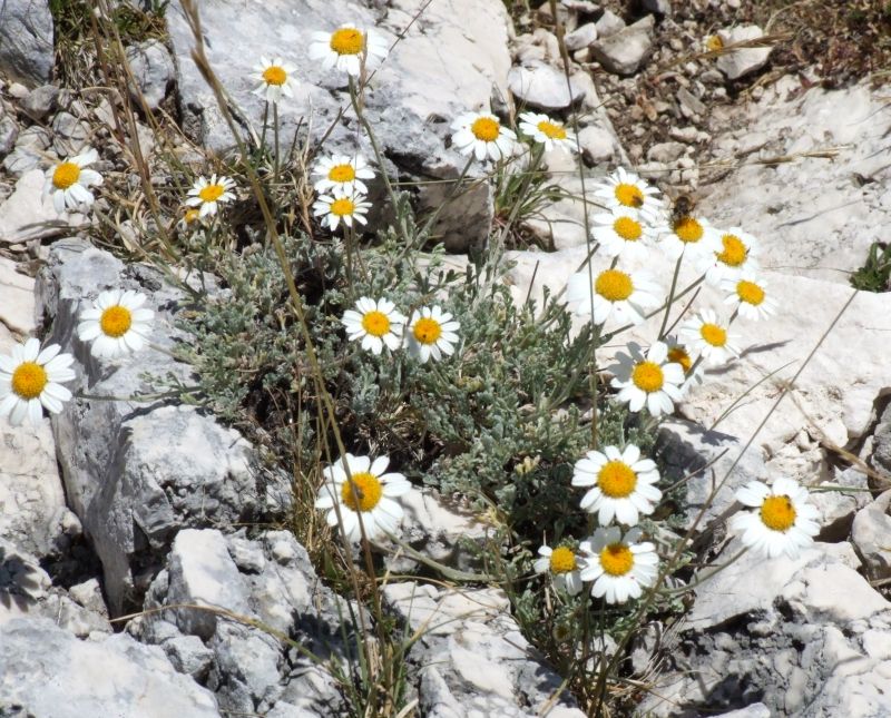 Anthemis cretica  / Camomilla montana